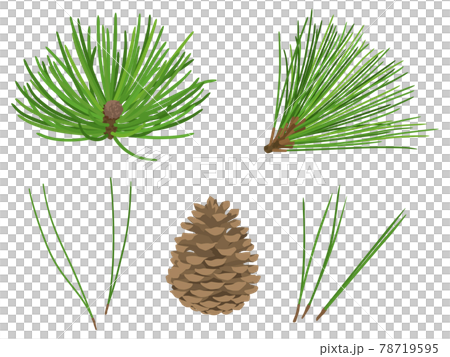 松葉とまつぼっくりのイラスト 78719595