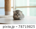 Cute kitten in home 78719825