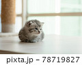 Cute kitten in home 78719827