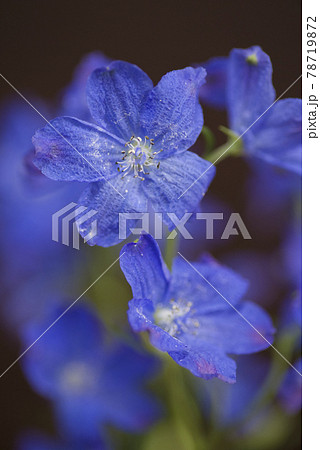 デルフィニウム 学名 Delphinium の青い花が咲いています の写真素材