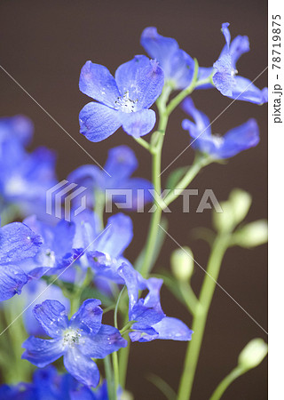 デルフィニウム 学名 Delphinium の青い花が咲いています の写真素材