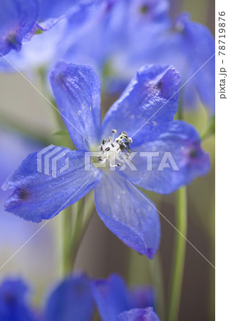 デルフィニウム（学名：Delphinium）の青い花が咲いています。 78719876