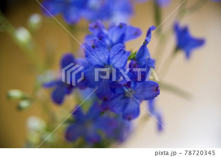デルフィニウム(学名:Delphinium)の青い花が咲いています。 デルフィニウム(学名:Delphinium)の青い花が咲いています。 78720345