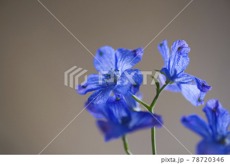 デルフィニウム 学名 Delphinium の青い花が咲いています の写真素材