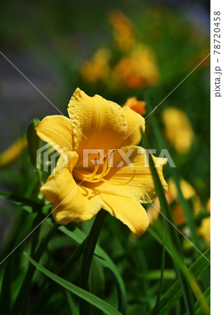 禅庭花 禅庭花 78720458