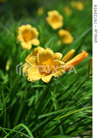 禅庭花 禅庭花 78720459