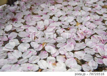 桜の花びらが神社の手水舎の水の上に浮かんでいます の写真素材