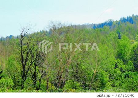 麗しき白根志賀高原　その2106 78721040