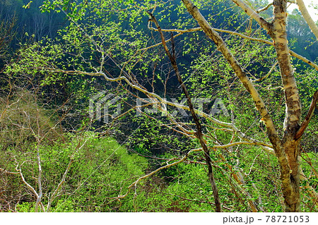 麗しき白根志賀高原　その2106 78721053