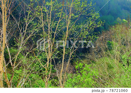 麗しき白根志賀高原 その2106 麗しき白根志賀高原 その2106 78721060