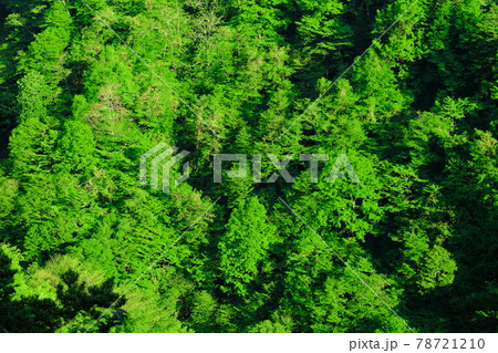 麗しき白根志賀高原　その2106 78721210