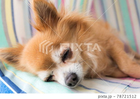 チワワ チワワ 78721512