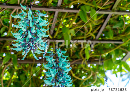 翡翠の色にそっくりなヒスイカズラ 78721628