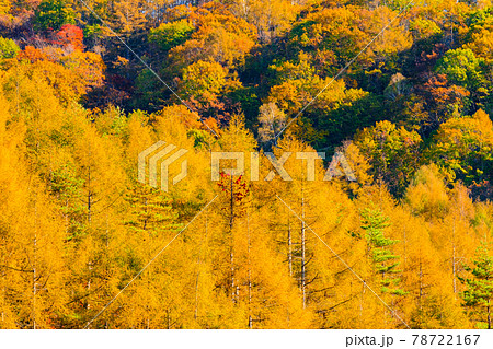 カラマツ林の紅葉 カラマツ林の紅葉 78722167