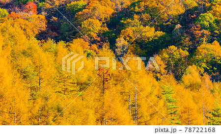 カラマツ林の紅葉 カラマツ林の紅葉 78722168