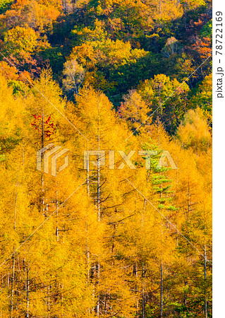カラマツ林の紅葉 カラマツ林の紅葉 78722169