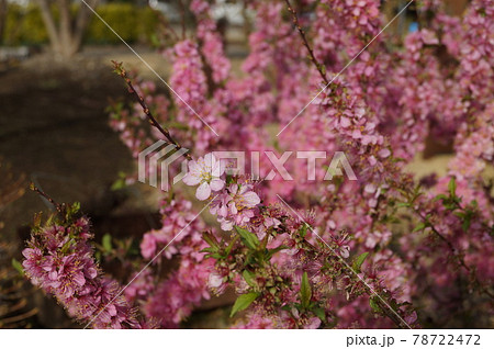 ピンクの小さな花を満開に枝いっぱい付けたニワウメ 78722472
