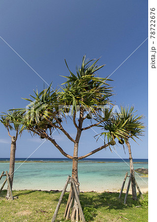 鹿児島県　徳之島の天城町与名間ビーチのアダンの木 78722676