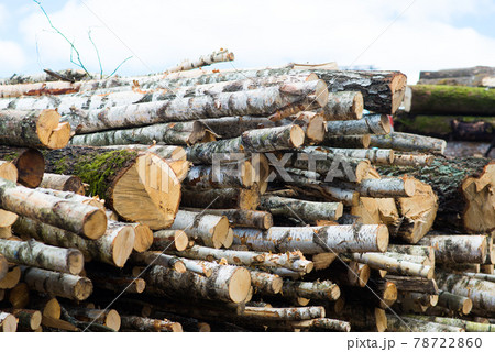 Beech logs, national park, forest lumber. Wood material Beech logs, national park, forest lumber. Wood material 78722860