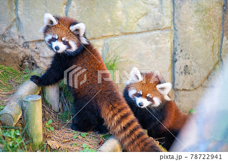 レッサーパンダ 宮城県仙台市八木山動物公園 観光スポット レッサーパンダ 宮城県仙台市八木山動物公園 観光スポット 78722941