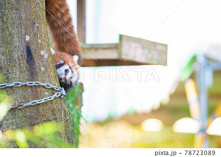 レッサーパンダ 宮城県仙台市八木山動物公園 観光スポット 78723089