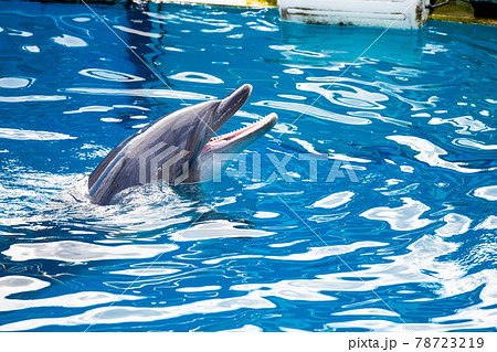 イルカ 宮城県仙台市うみの杜水族館 イルカ 宮城県仙台市うみの杜水族館 78723219
