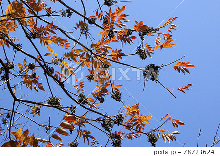 晩秋の青空にハゼ(櫨)の木の紅葉と櫨の実のコントラストが美しい 晩秋の青空にハゼ(櫨)の木の紅葉と櫨の実のコントラストが美しい 78723624