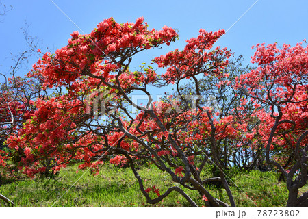 笠間つつじ公園へ行きました　　＃53 78723802