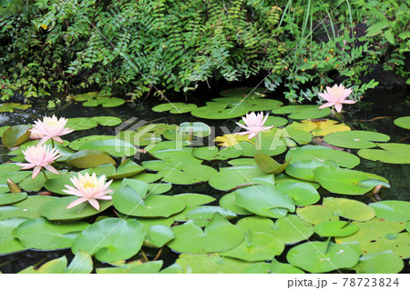 スイレンの花 78723824