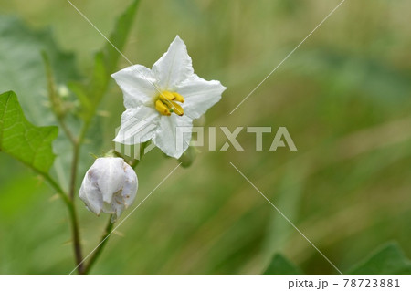 ワルナスビの花 78723881