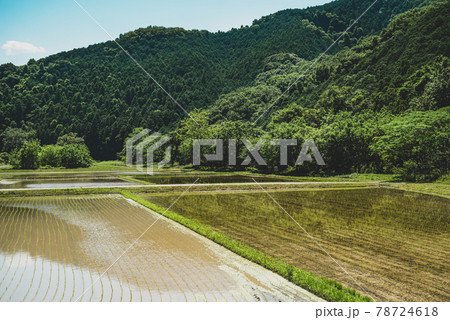 里山の農業 田植えの始まった水田と緑の山並み　d-3 フィルム調 78724618