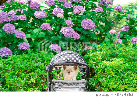 紫陽花とわんこ 紫陽花とわんこ 78724862
