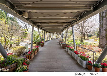 鳥取県 春のとっとり花回廊 チューリップも楽しめる展望回廊 鳥取県 春のとっとり花回廊 チューリップも楽しめる展望回廊 78724996