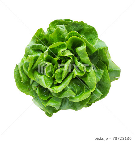 Sowing lettuce. An annual herb of the genus Lettuce of the Asteraceae family. Delicious fortified leaves. Green salad or side dish. Leaf lettuce or head lettuce. Isolate on white background Sowing lettuce. An annual herb of the genus Lettuce of the Asteraceae family. Delicious fortified leaves. Green salad or side dish. Leaf lettuce or head lettuce. Isolate on white background 78725136