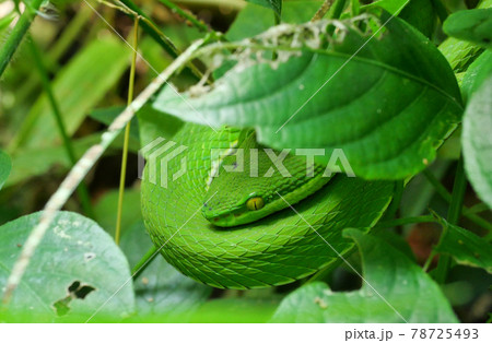 White-lipped Pit Viper ( Trimeresurus albolabris ) Snake camouflage in the environment under the leaf, This poisonous reptile is bright green with yellow fierce eye White-lipped Pit Viper ( Trimeresurus albolabris ) Snake camouflage in the environment under the leaf, This poisonous reptile is bright green with yellow fierce eye 78725493
