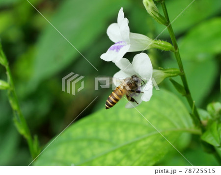 Honey Bee seeking nectar on white Chinese violet or coromandel or creeping foxglove ( Asystasia gangetica ) blossom in field with natural green background, Thailand 78725515