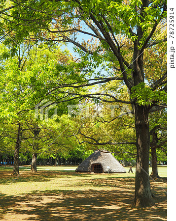 埼玉県富士見市・水子貝塚公園 埼玉県富士見市・水子貝塚公園 78725914