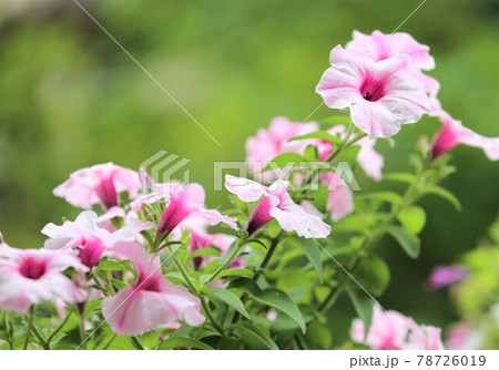 花・ペチ二ア 78726019