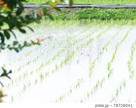 輝く稲の苗 田植え 輝く稲の苗 田植え 78726041