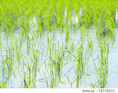 輝く稲の苗 田植え 輝く稲の苗 田植え 78726051