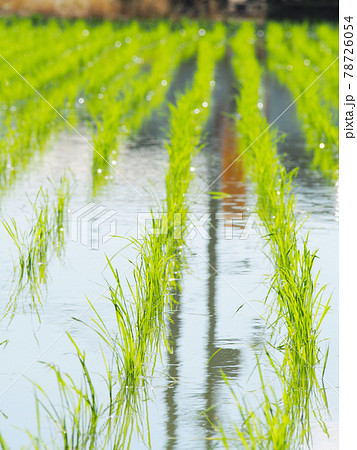 輝く稲の苗 田植え 輝く稲の苗 田植え 78726054