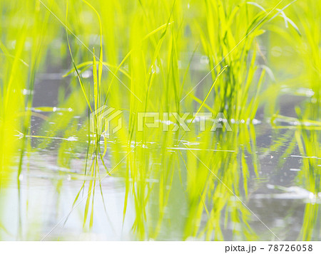 輝く稲の苗 田植え 輝く稲の苗 田植え 78726058