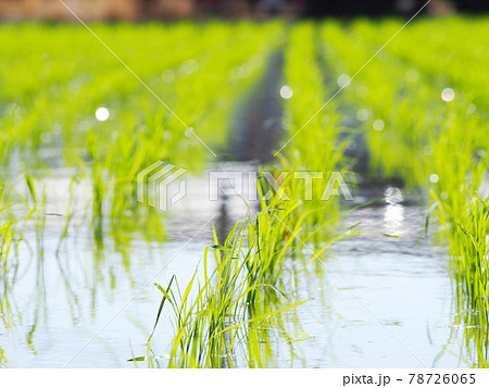 輝く稲の苗 田植え 輝く稲の苗 田植え 78726065