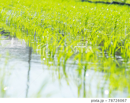 輝く稲の苗　田植え 78726067