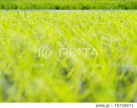 輝く稲の苗　田植え 78726071