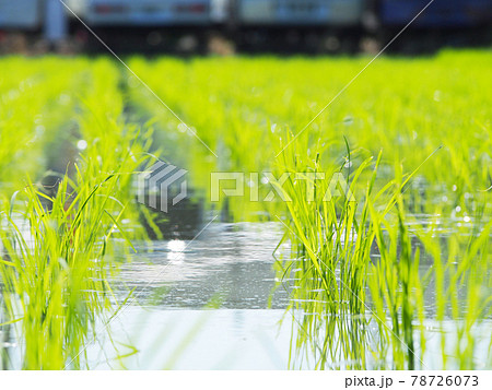 輝く稲の苗　田植え 78726073