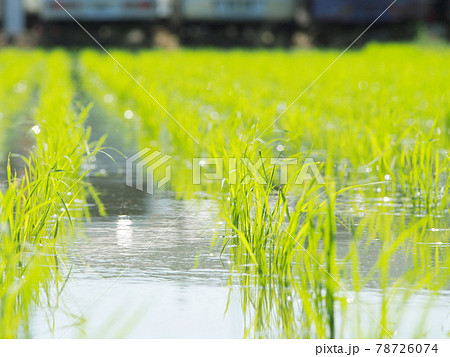 輝く稲の苗　田植え 78726074