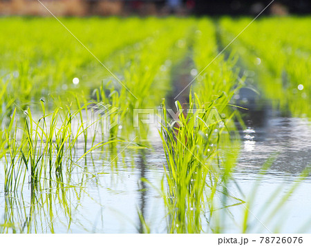 輝く稲の苗　田植え 78726076