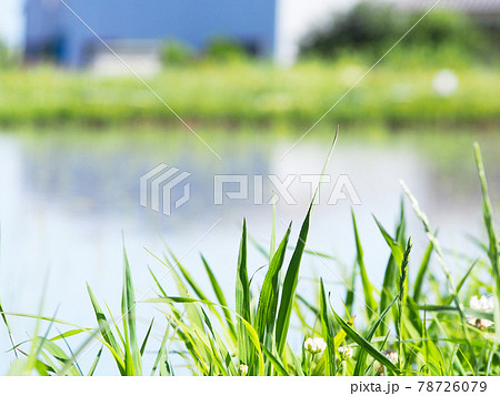 輝く稲の苗 田植え 輝く稲の苗 田植え 78726079