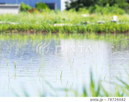 輝く稲の苗　田植え 78726082